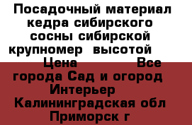 Посадочный материал кедра сибирского (сосны сибирской) крупномер, высотой 3-3.5  › Цена ­ 19 800 - Все города Сад и огород » Интерьер   . Калининградская обл.,Приморск г.